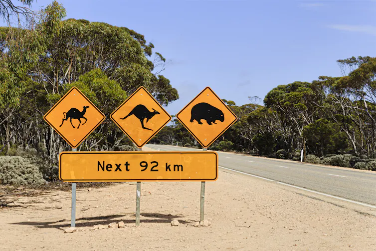 A road sign warns of the danger of camels, kangaroos and wombats crossing the road for the next 92km