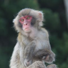 research articles in primates
