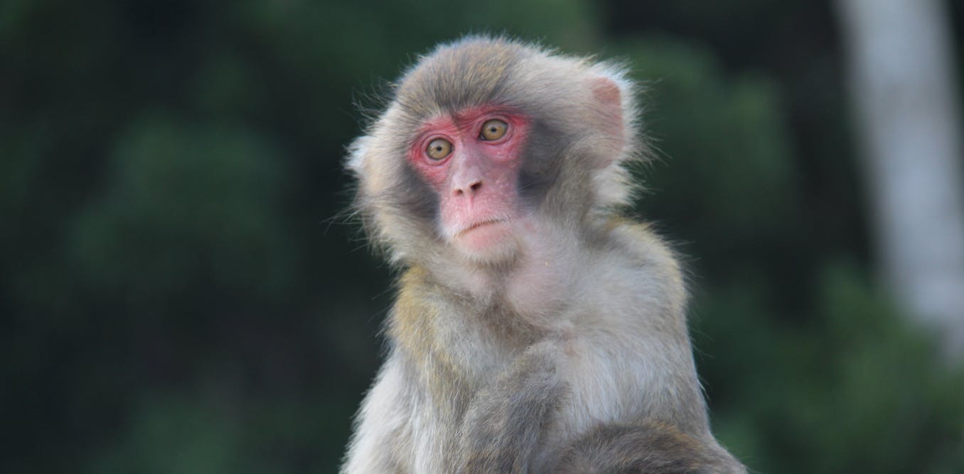 Defying expectations, disabled Japanese macaques survive by adjusting their behaviours and receiving support