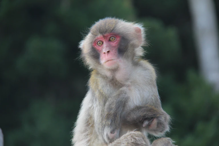 a macaque