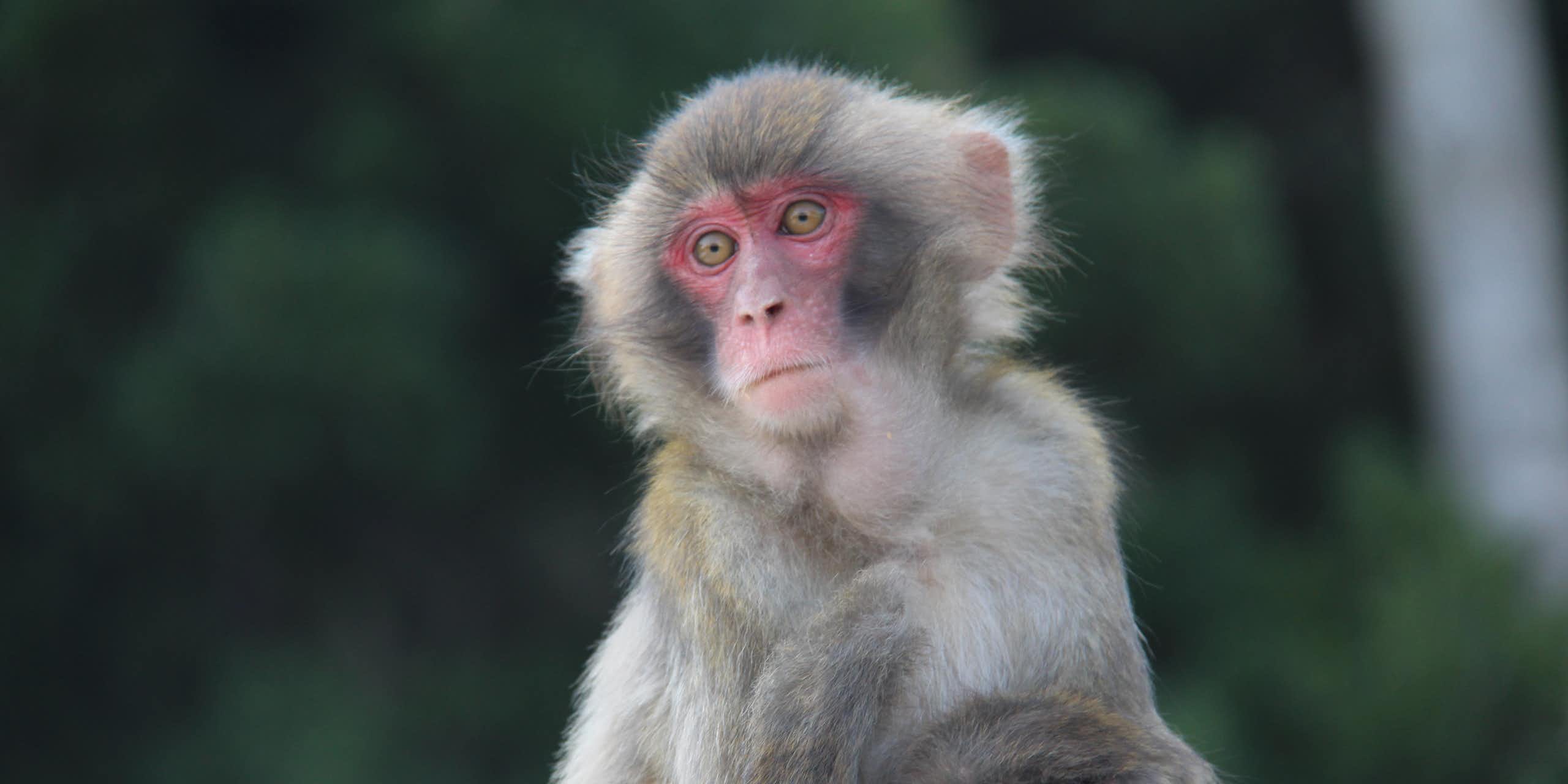 a macaque