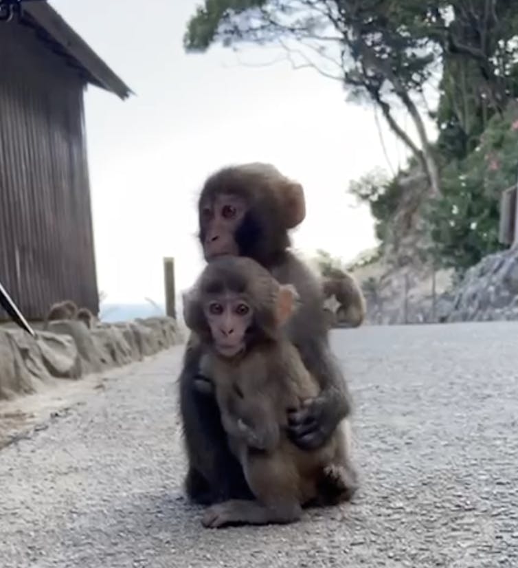an infant and older macaque in the middle of the road