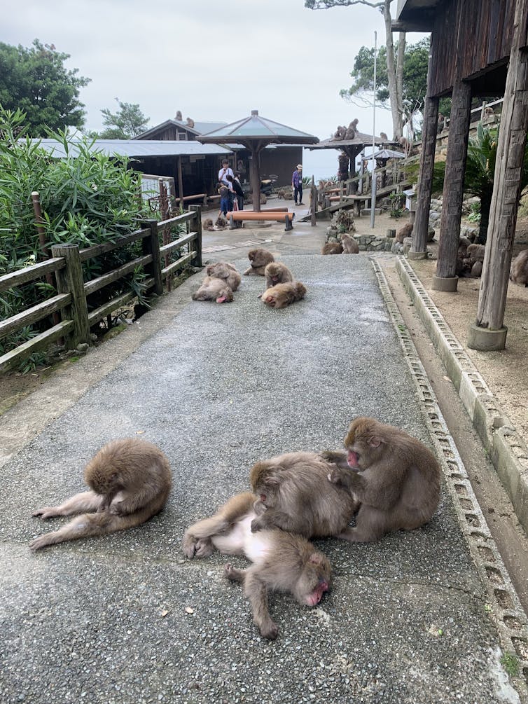 a group of monkeys in the middle of a path, three of them are grooming each other