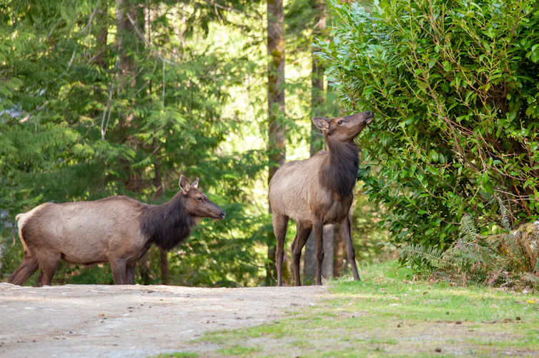 two large elk feed on trees on the side of the road