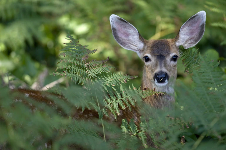a doe peeks through foliage