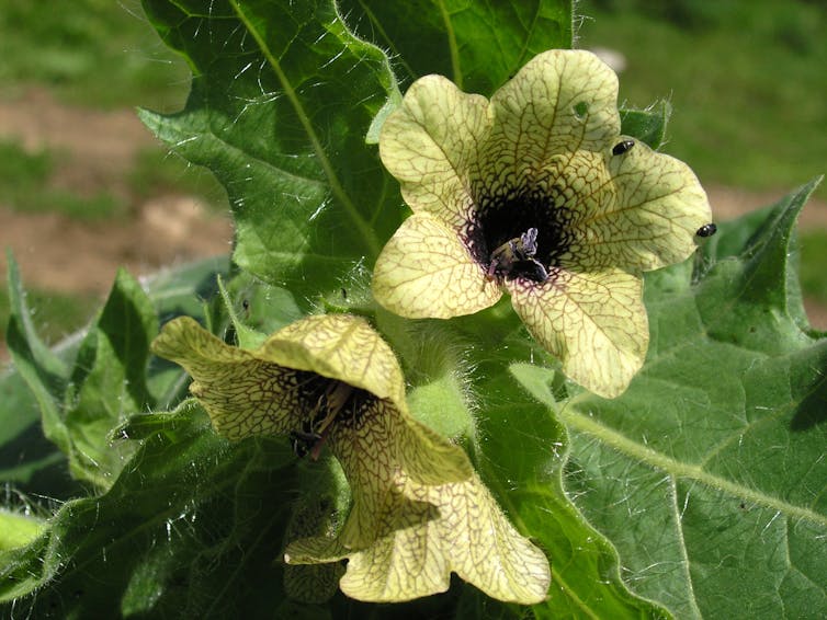 Black henbane flowers.