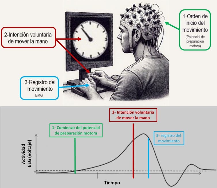 Estudios sobre la conciencia. Cerebro, actividad, cognición. - Página 2 File-20240216-18-5izdt5.jpg?ixlib=rb-1.1