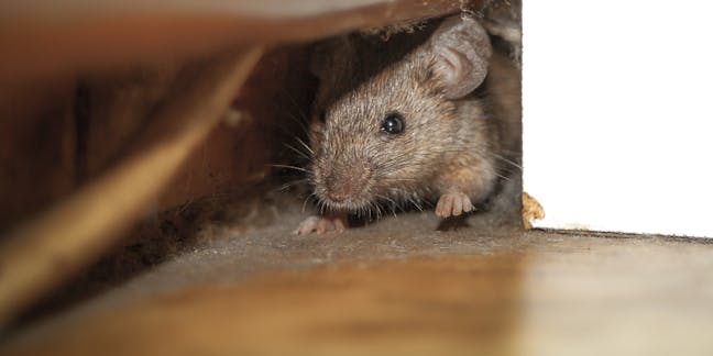 Rodents – News, Research and Analysis – The Conversation – page 1