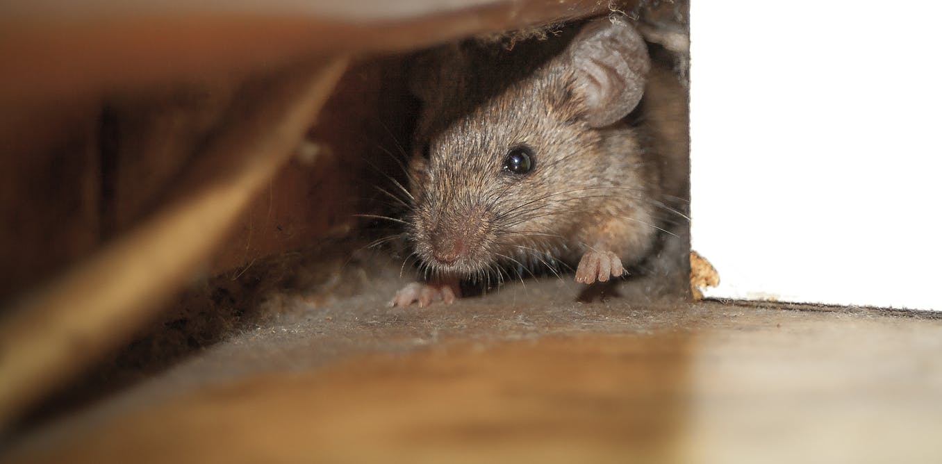 City mouse or country mouse? I collect mice from Philly homes to study how they got so good at urban living