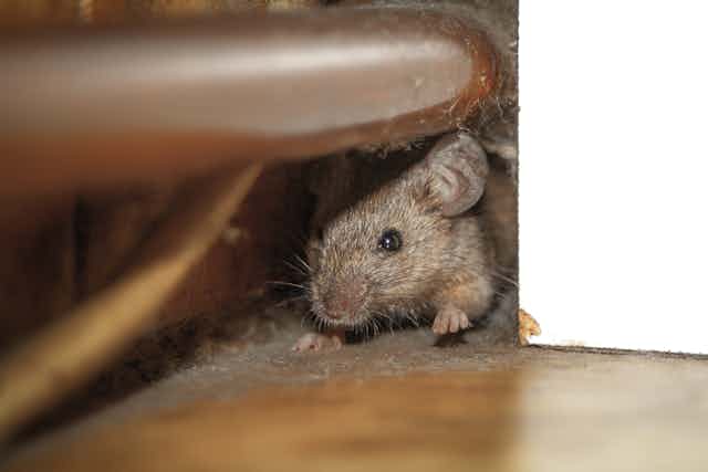House mouse on a dusty floor under a pipe
