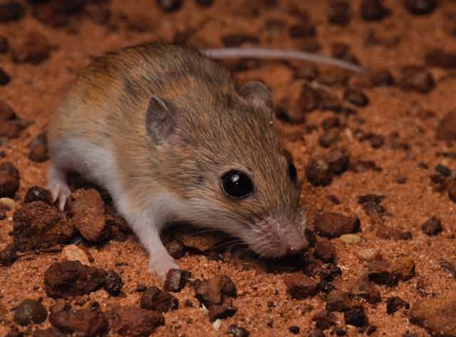 A small brown mouse with big black eyes close up on sandy gravel