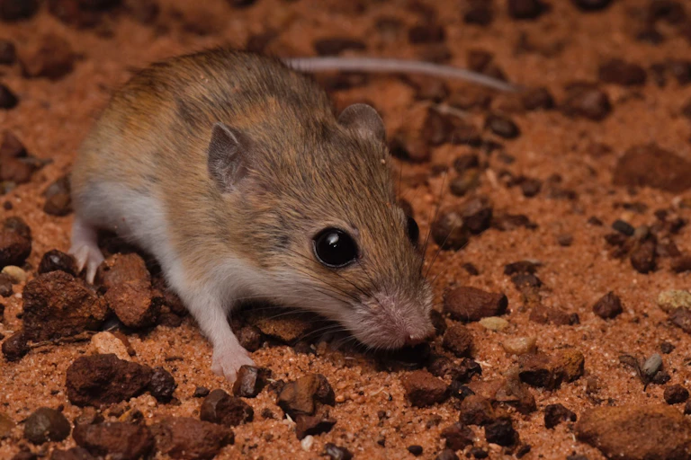 A small brown mouse with big black eyes close up on sandy gravel