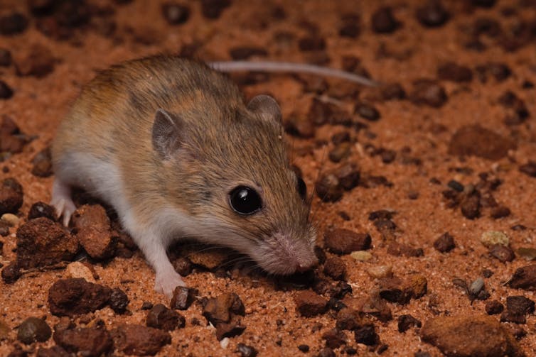A small russet mouse with black eyes sitting on red coloured gravel