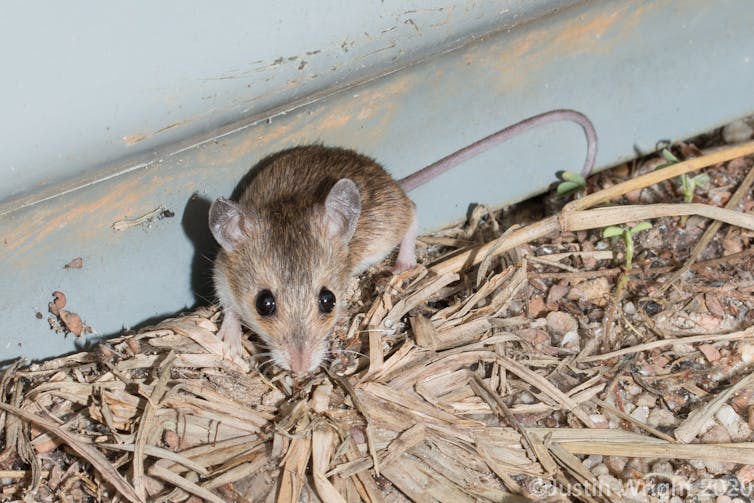 Standing in some hay, a small grey mouse with black eyes looking at the camera