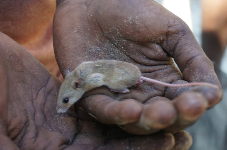 A very small grey rodent - smaller than a palm - climbing across a person's hands