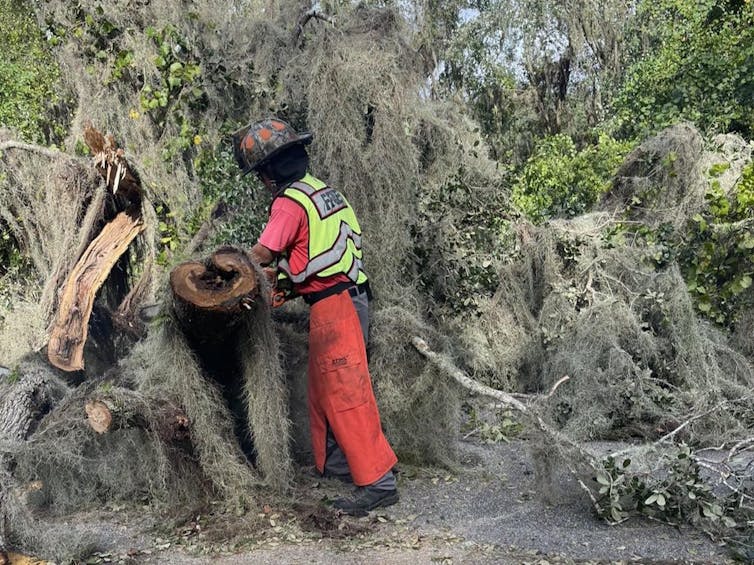 A person wearing orange work clothes printed with 'GDC' and a helmet uses a chain saw to clear away a fallen tree.