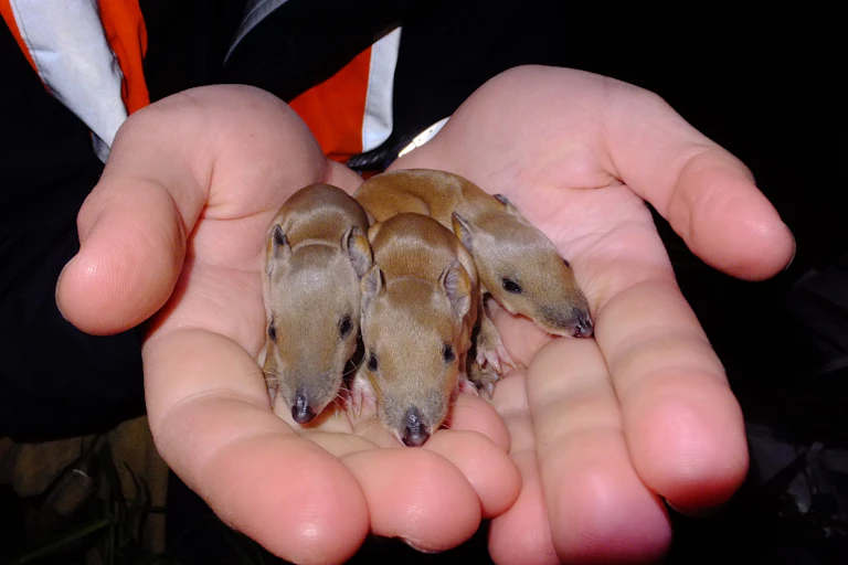southern brown bandicoot babies
