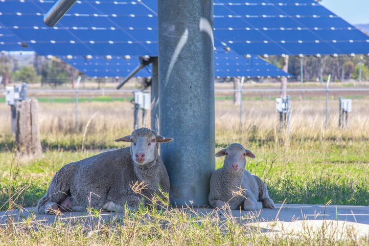 A sheep and a lamb resting in the shade of solar panels, facing the camera