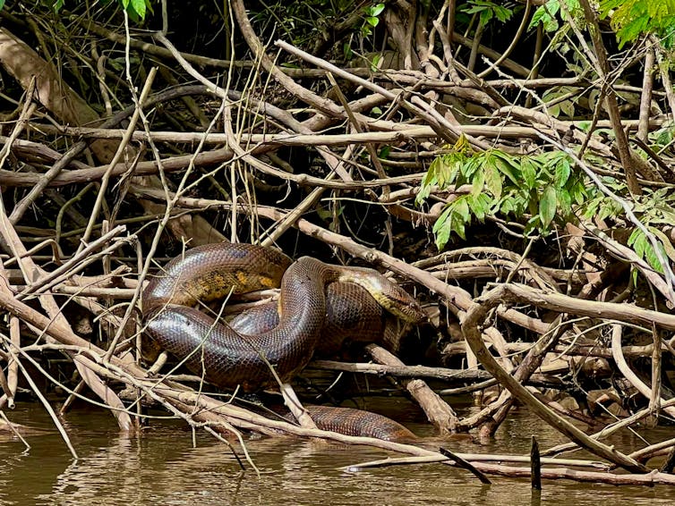 snake on branches above water
