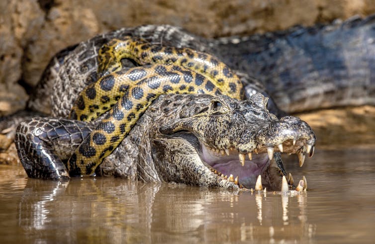snake wrapped around a large reptile
