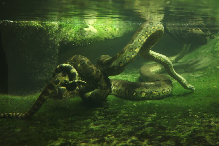 green anaconda underwater