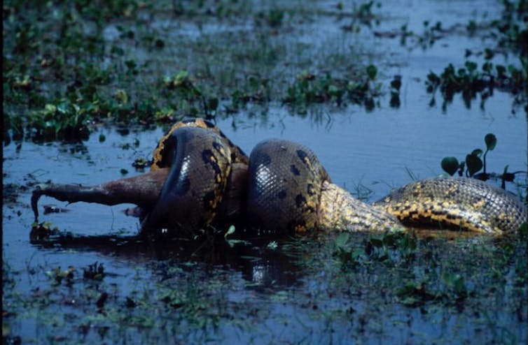 snake in water eating deer