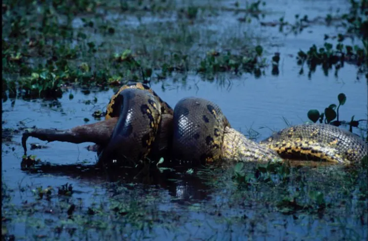 cobra na água comendo veado