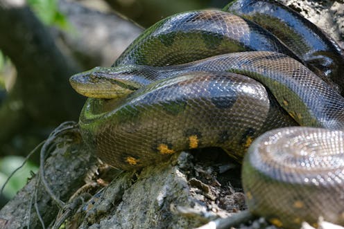 Scientists shocked to discover new species of green anaconda, the world’s biggest snake