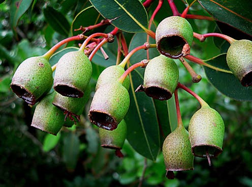 here’s why eucalypts are survival experts