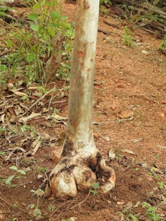 Base of Eucalyptus Tree