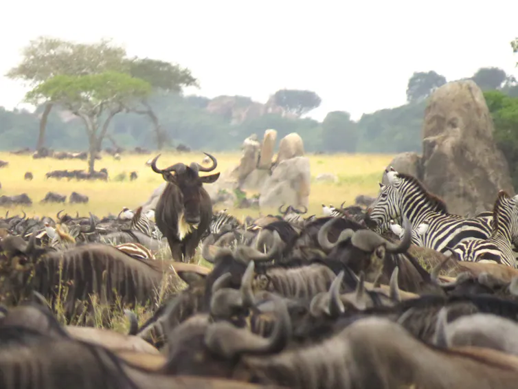 A photograph of a huge herd of wildebeest, amid which are a few zebras, against a landscape dotted with acacia trees