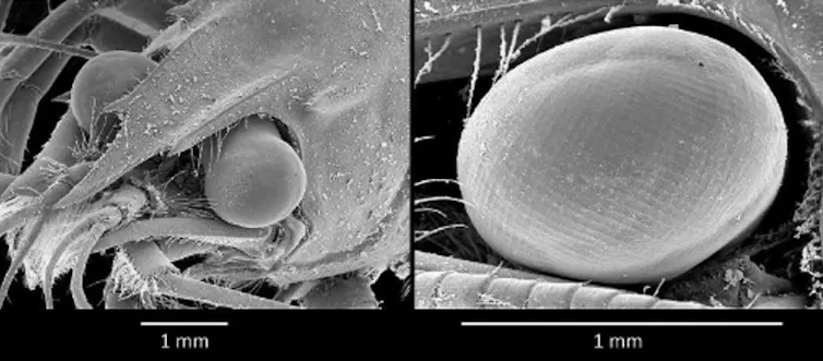 Vue microscopique des yeux de homard : une première image montre la tête du homard et ses yeux, une seconde fait un gros plan sur l’œil