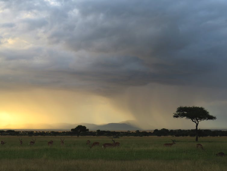 A lone acacia tree is backlit by heavy clouds that look almost purple, with what looks like a storm approaching on the horizon