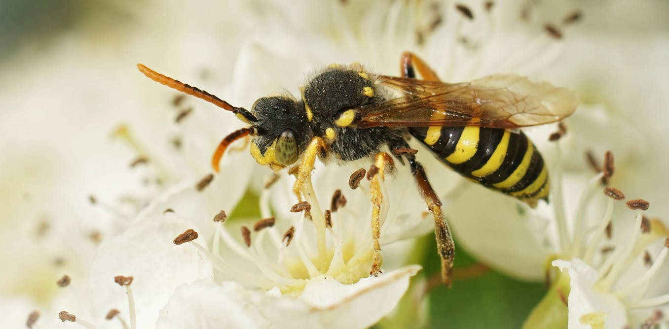 Wild solitary bees offer a vital pollination service – but their nutritional needs aren’t understood