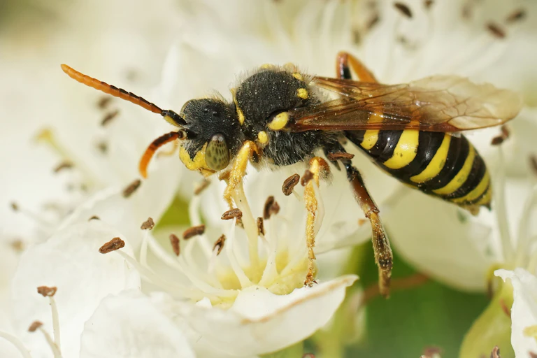 Close up of a solitary bee feeding on white flower, blurry background