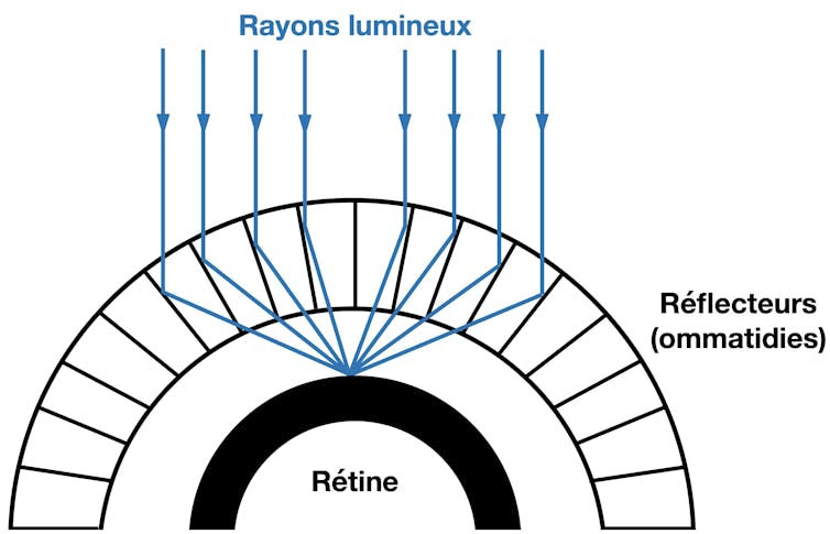 Schéma du fonctionnement des yeux du homard : les rayons parallèles sont tous réfléchis de façon à se focaliser sur la rétine