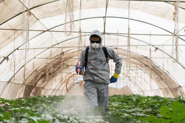 Un homme en train d'apandre des pesticides sous une serre