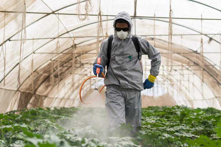 Un homme en train d'apandre des pesticides sous une serre