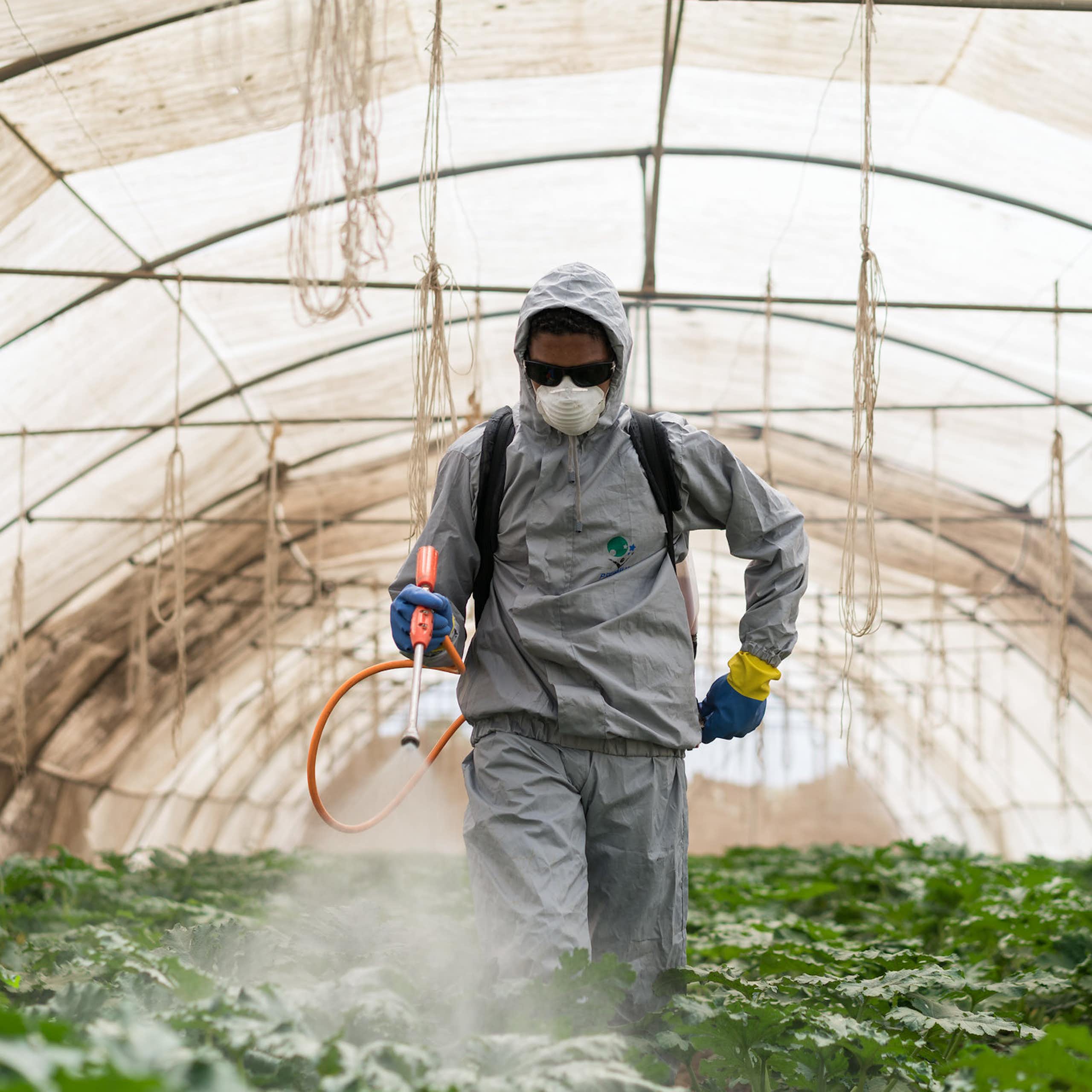 Un homme en train d'apandre des pesticides sous une serre