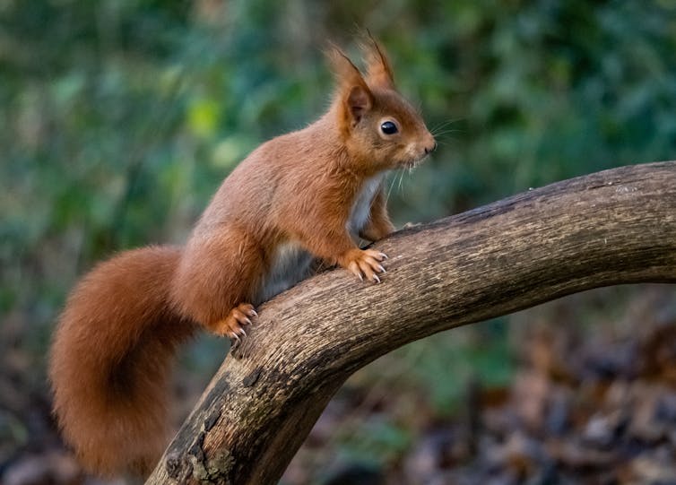 A cute red squirrels with a large bushy tail stands on the branch of a tree.
