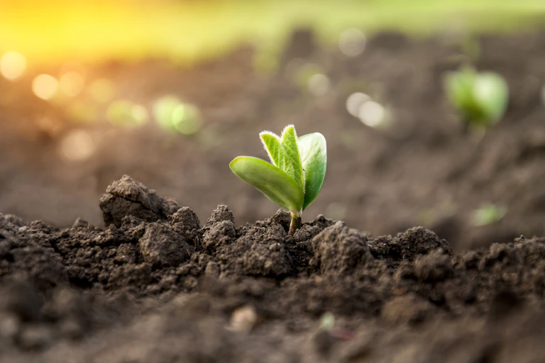 Plant sprouting from soil
