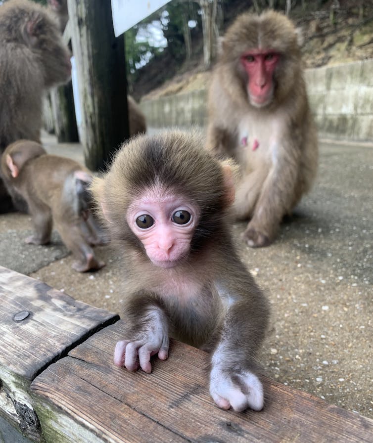 a monkey with a malformed hand in the foreground, other monkeys in the background