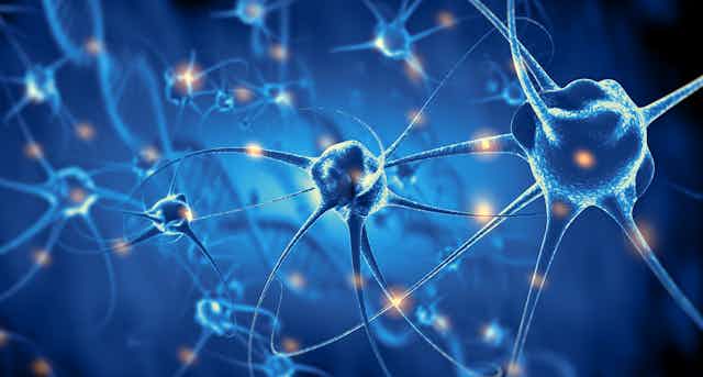 No podemos aumentar el número de neuronas de nuestro cerebro, pero sí  ayudar a que estén mejor conectadas