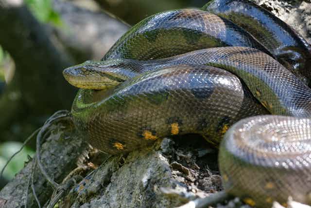 uma anaconda verde
