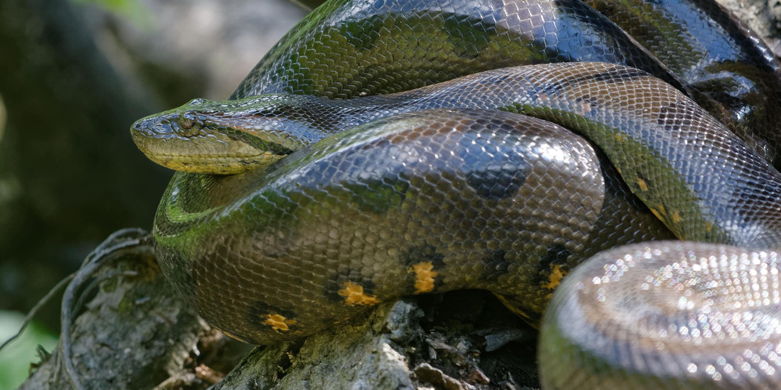 uma anaconda verde