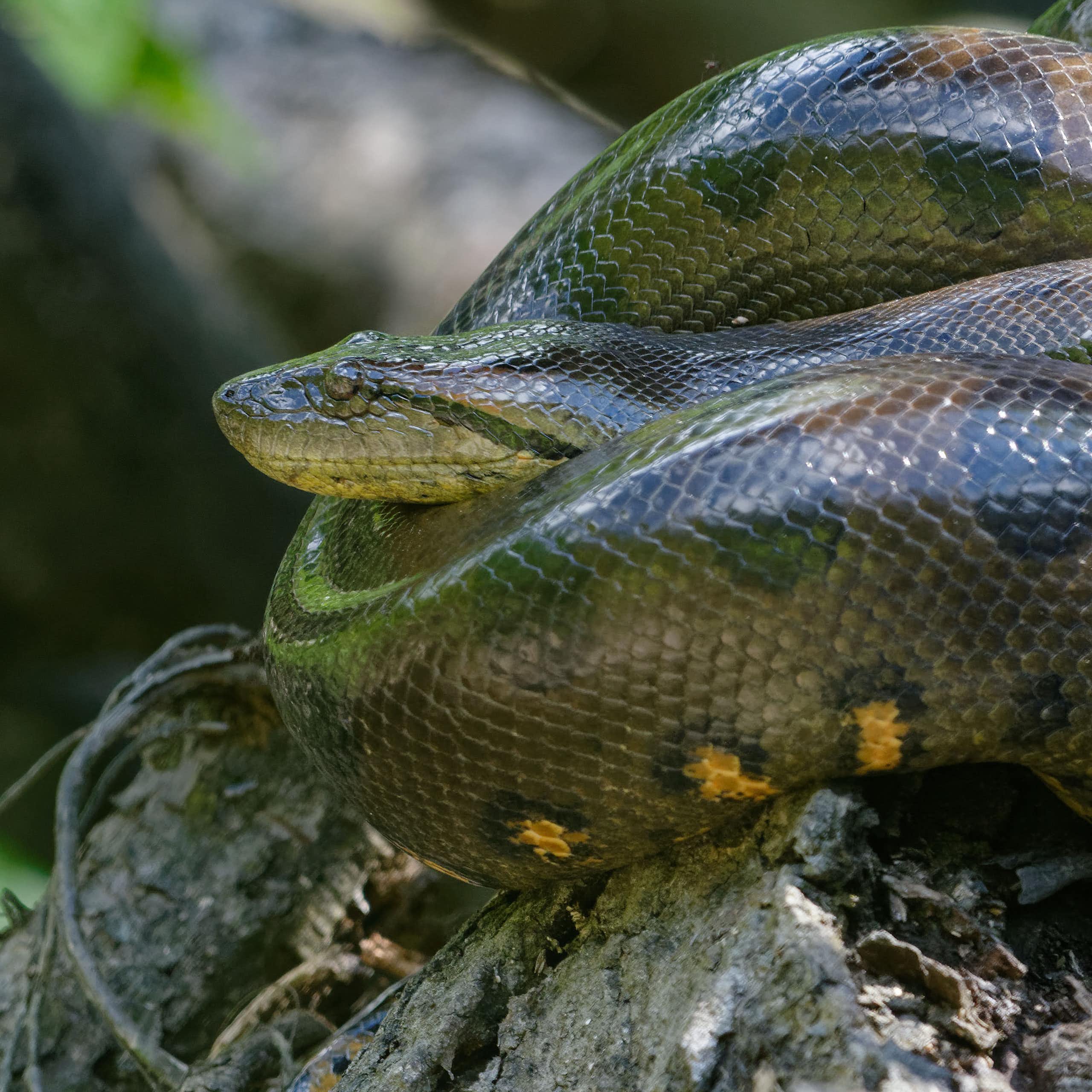 Descoberta de nova espécie de cobra gigante na Amazônia surpreende cientistas