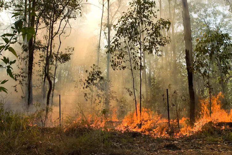 low level fire gum tree forest