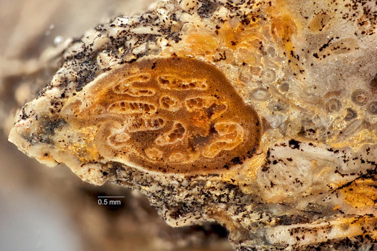 Close-up of a rocky amber and white material with bubble-like shapes within