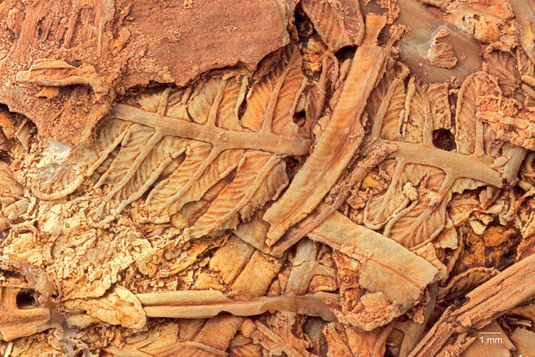 Close-up of clearly visible fern leaves and fragments made up of amber coloured stone