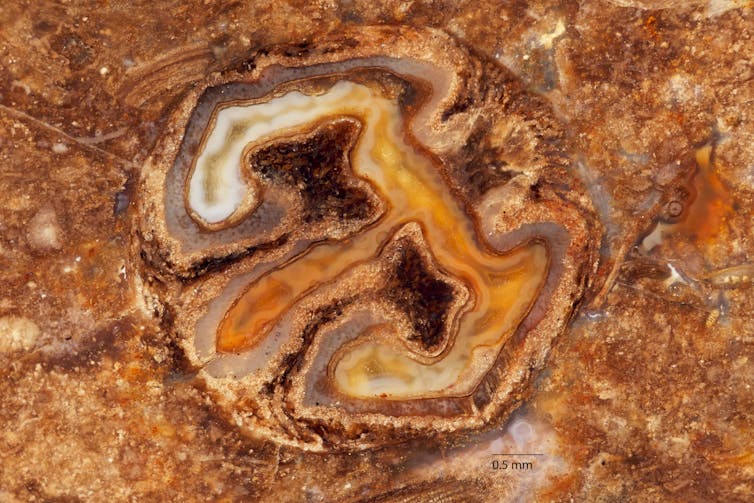 A detailed folded shape of a seed encased in orange-amber rock